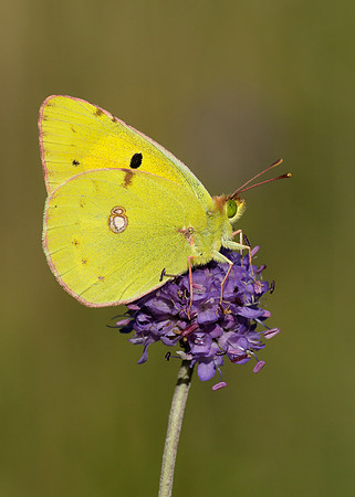 Clouded Yellow Colias croceus