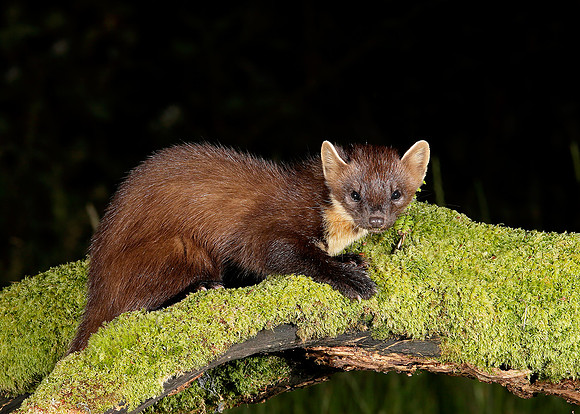Pine Marten Martes martes