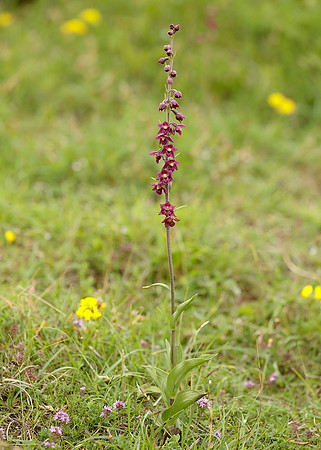 Dark Red Helleborine Epipactis atrorubens