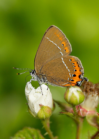 Black Hairstreak Satyrium pruni