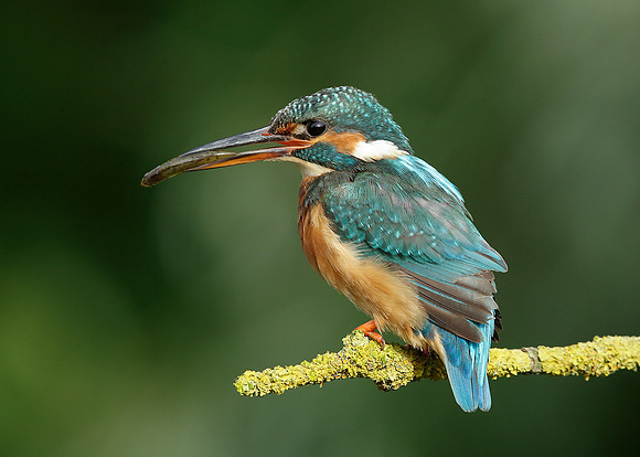 Kingfisher Alcedo atthis