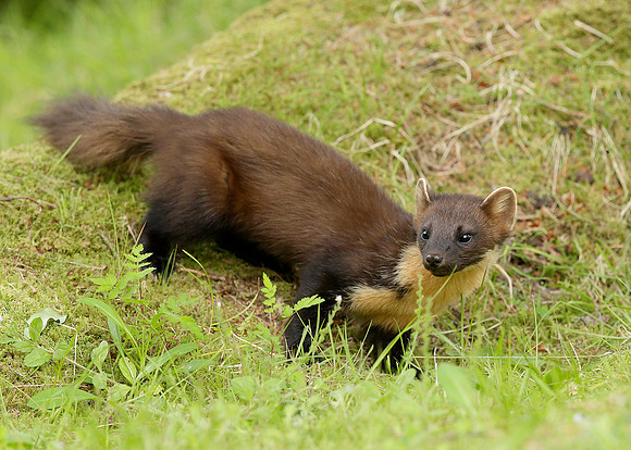 Pine Marten Martes martes