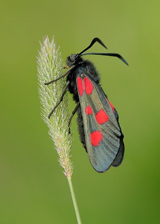 54.009 BF0171 Narrow-bordered Five-spot Burnet Zygaena lonicerae