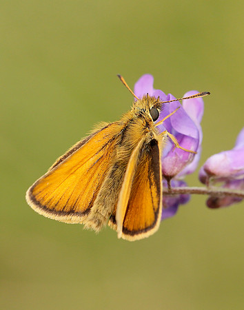 Essex Skipper Thymelicus lineola