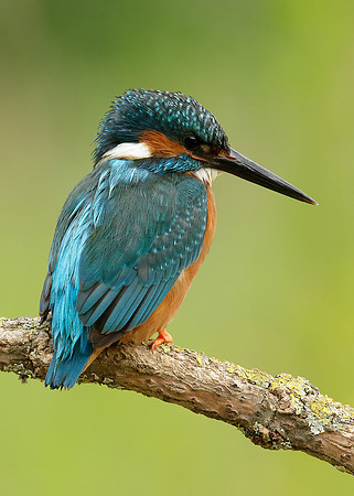 Kingfisher Alcedo atthis