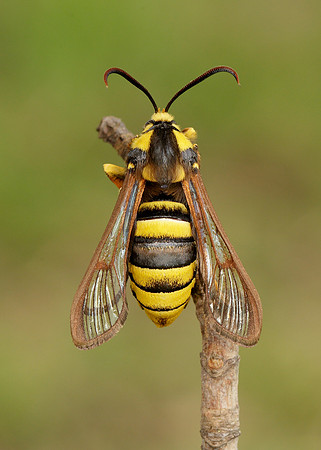 52.002 BF0370 Hornet Moth Sesia apiformis