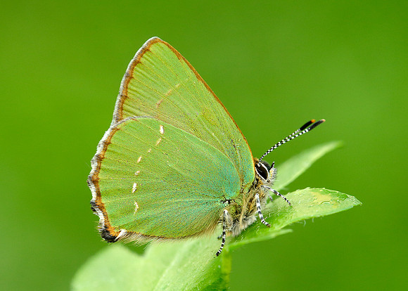 Green Hairstreak Callophrys rubi