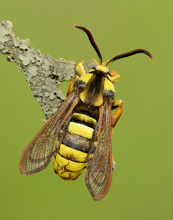 52.002 BF0370 Hornet Moth Sesia apiformis
