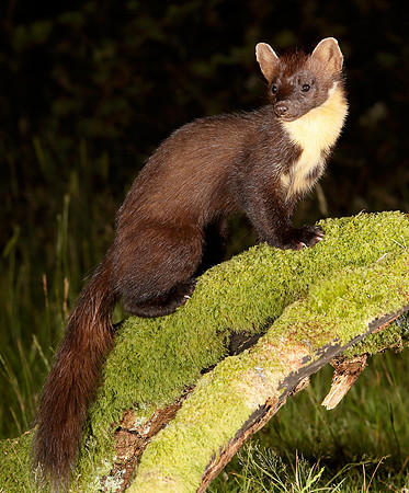 Pine Marten Martes martes