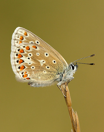 Common Blue Polyommatus icarus