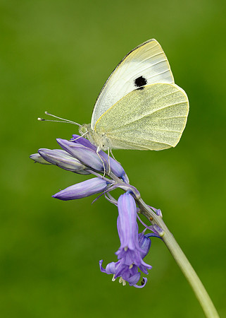 Large White Pieris brassicae