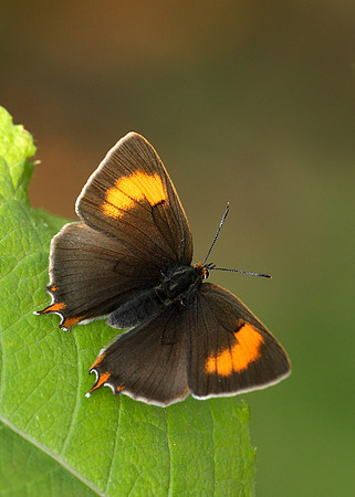 Brown Hairstreak Thecla betulae