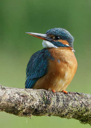 Kingfisher Alcedo atthis
