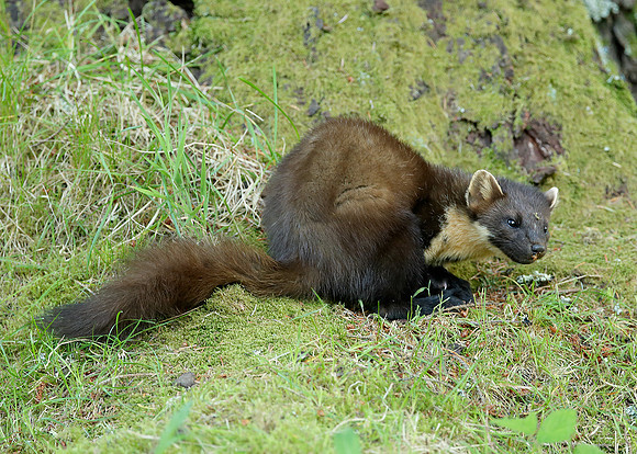 Pine Marten Martes martes