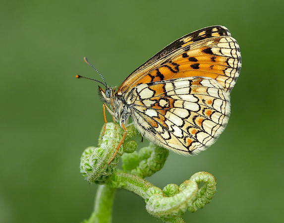 Heath Fritillary Melitaea athalia