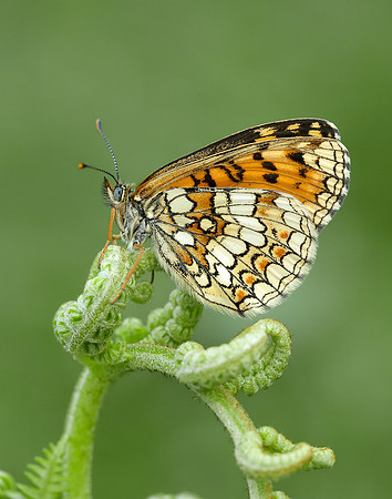Heath Fritillary Melitaea athalia