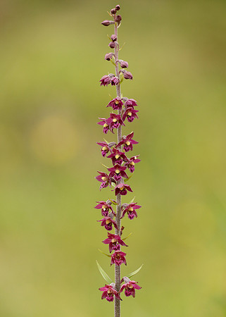 Dark Red Helleborine Epipactis atrorubens