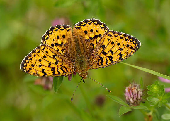 Dark Green Fritillary Argynnis aglaja