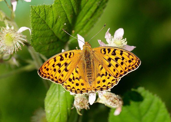 High Brown Fritillary Argynnis adippe
