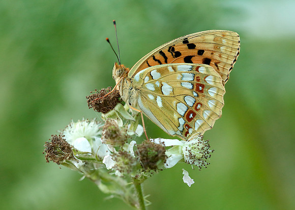 High Brown Fritillary Argynnis adippe