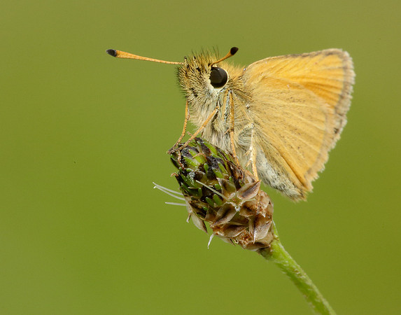 Essex Skipper Thymelicus lineola