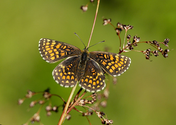 Heath Fritillary Melitaea athalia