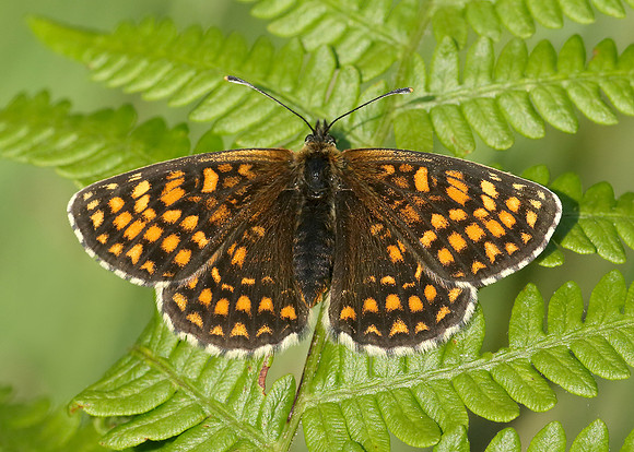 Heath Fritillary Melitaea athalia