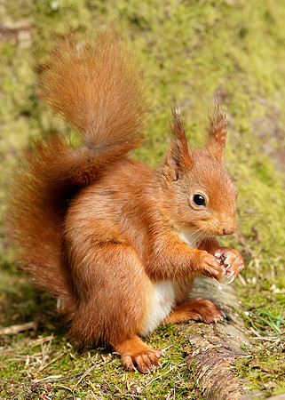 Red Squirrel Sciurus vulgaris