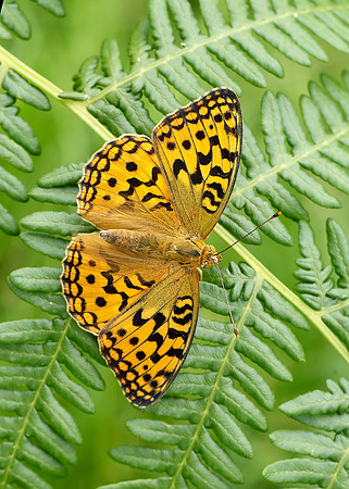 High Brown Fritillary Argynnis adippe