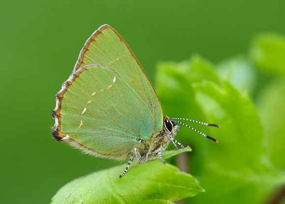 Green Hairstreak Callophrys rubi