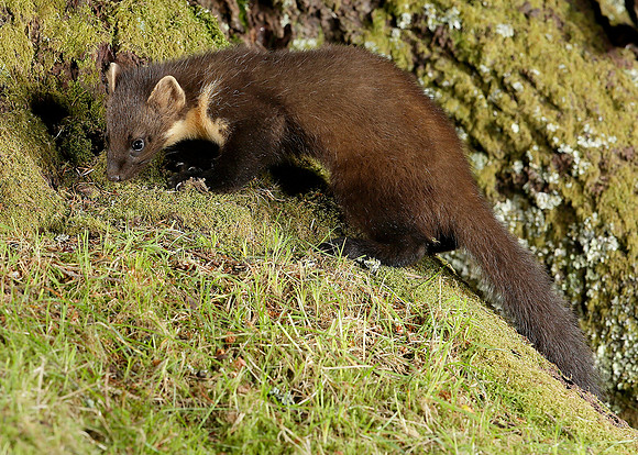Pine Marten Martes martes