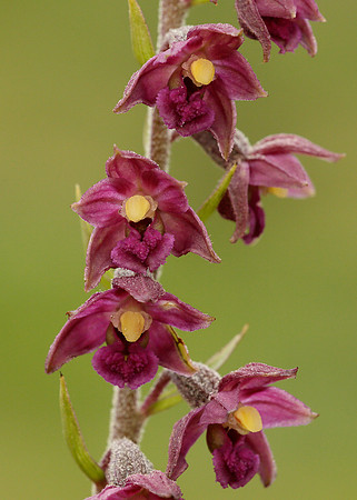 Dark Red Helleborine Epipactis atrorubens