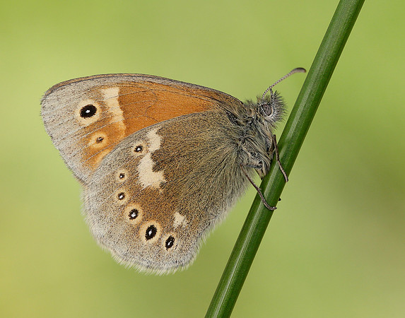 Large Heath Coenonympha tullia polydama