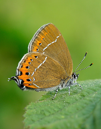 Black Hairstreak Satyrium pruni
