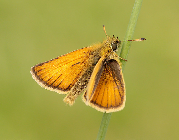 Essex Skipper Thymelicus lineola