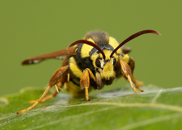 52.002 BF0370 Hornet Moth Sesia apiformis