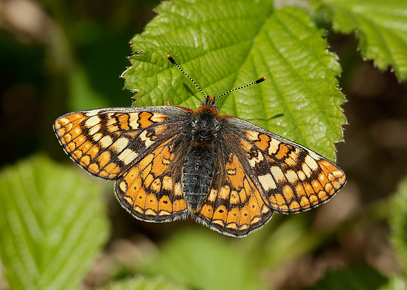 Marsh Fritillary Euphydryas aurinia