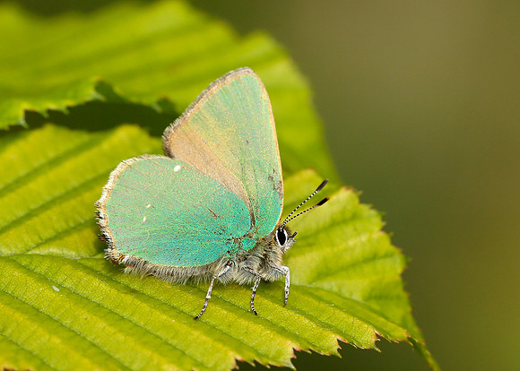 Green Hairstreak Callophrys rubi