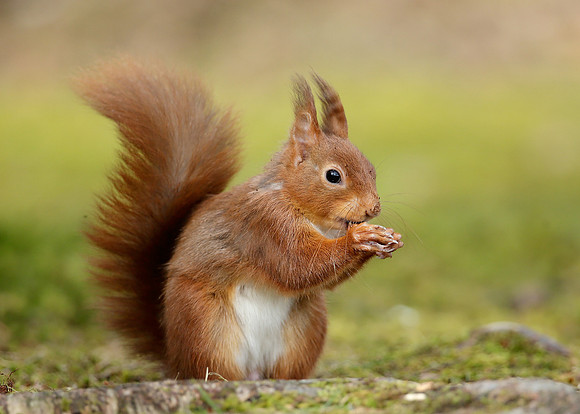 Red Squirrel Sciurus vulgaris