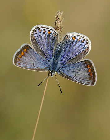 Common Blue Polyommatus icarus