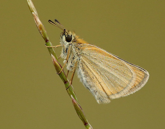 Essex Skipper Thymelicus lineola