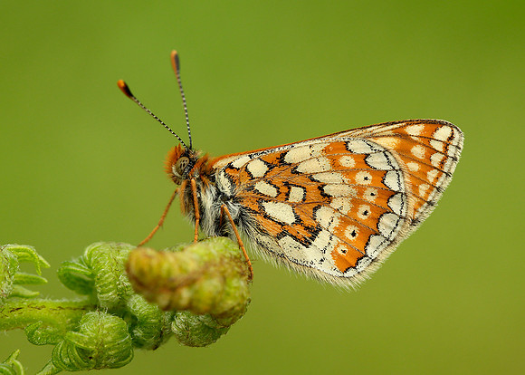 Marsh Fritillary Euphydryas aurinia