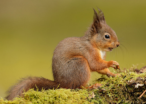 Red Squirrel Sciurus vulgaris