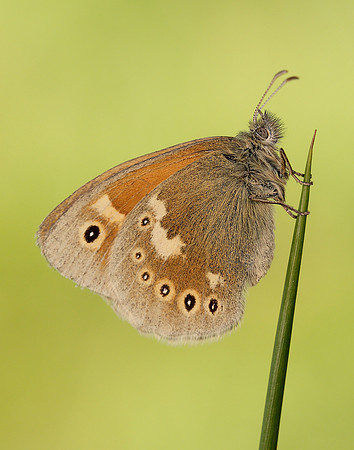 Large Heath Coenonympha tullia polydama