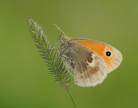 Small Heath Coenonympha pamphilus