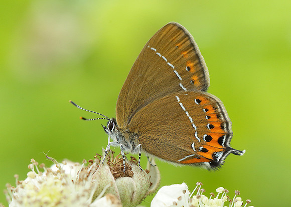 Black Hairstreak Satyrium pruni