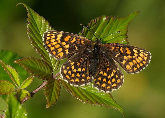 Heath Fritillary Melitaea athalia