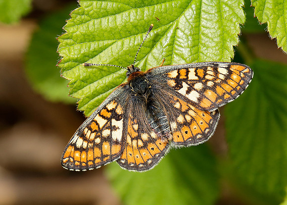 Marsh Fritillary Euphydryas aurinia