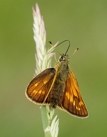 Large Skipper Ochlodes venata