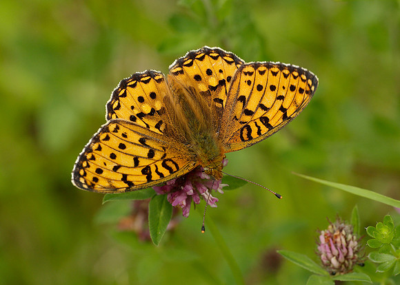 Dark Green Fritillary Argynnis aglaja